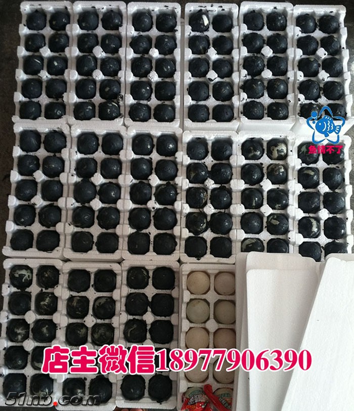 生咸蛋发货.jpg