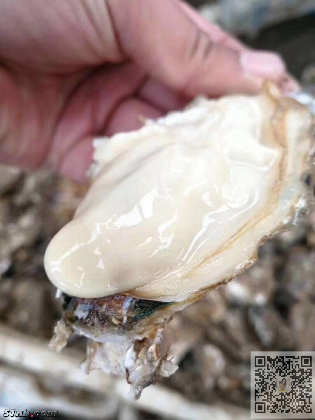 牡蛎2.jpg