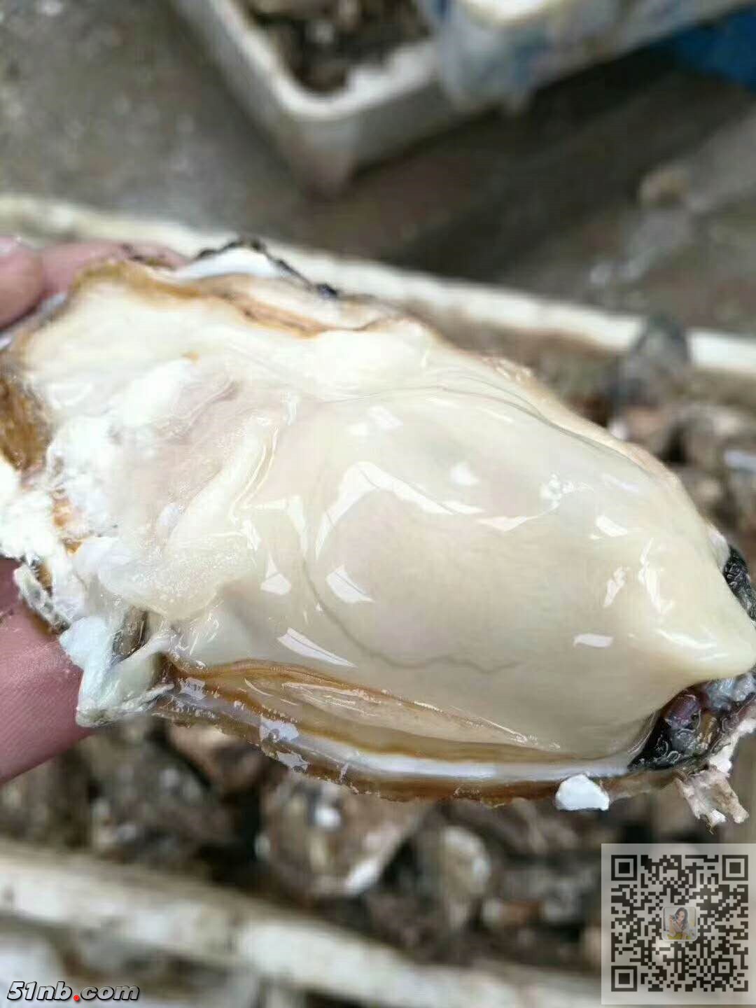牡蛎3.jpg