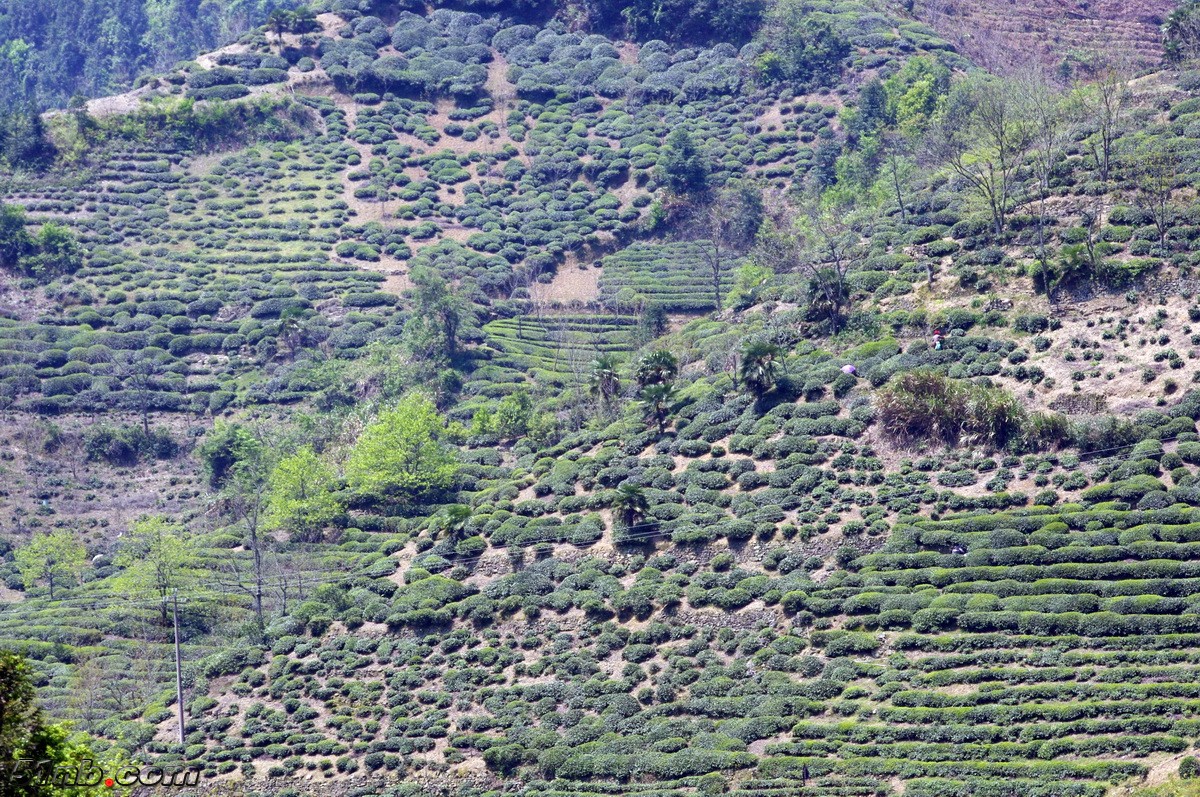 IMGP6215.jpg