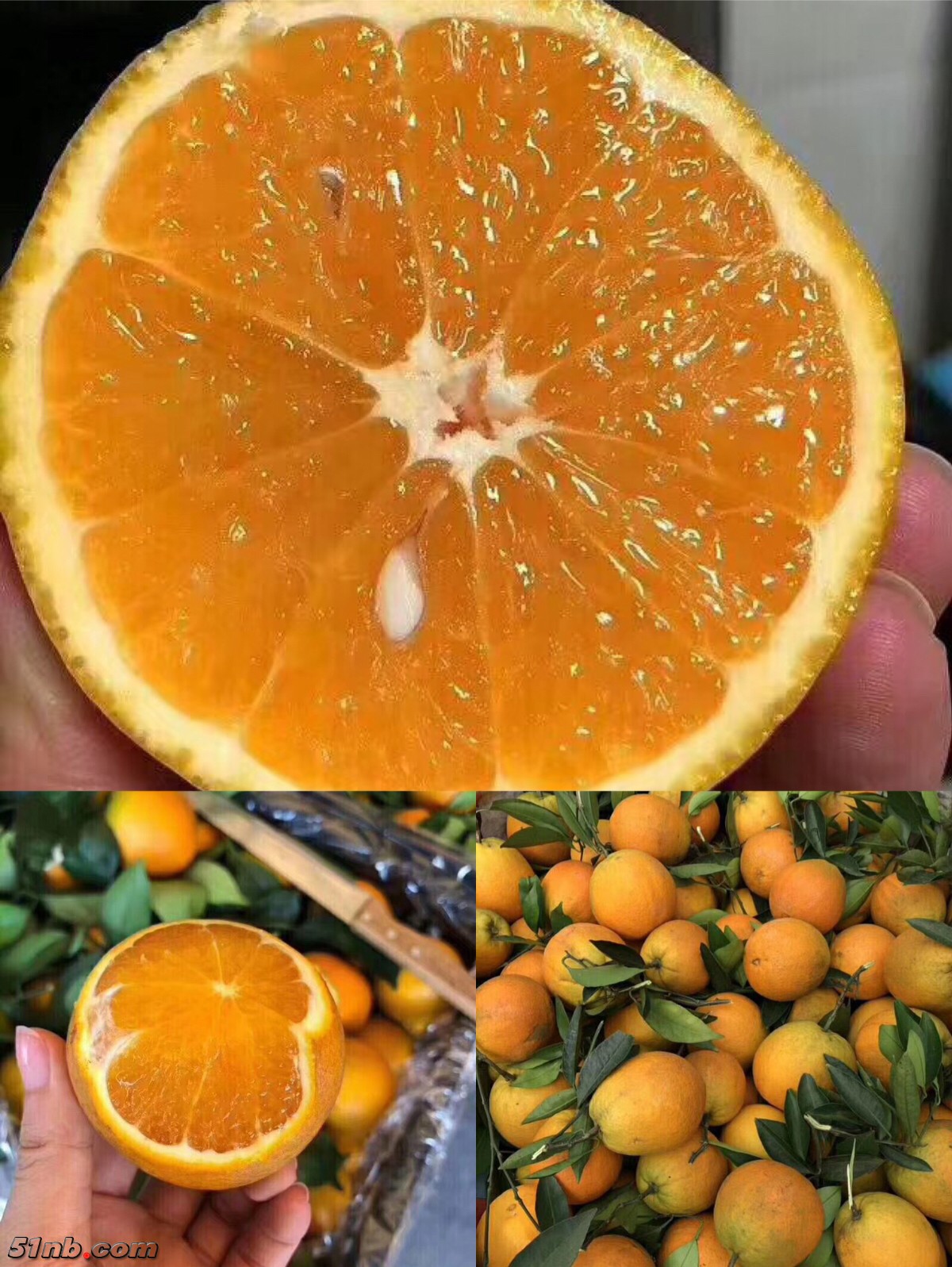 8.湖北秭归夏橙.JPG