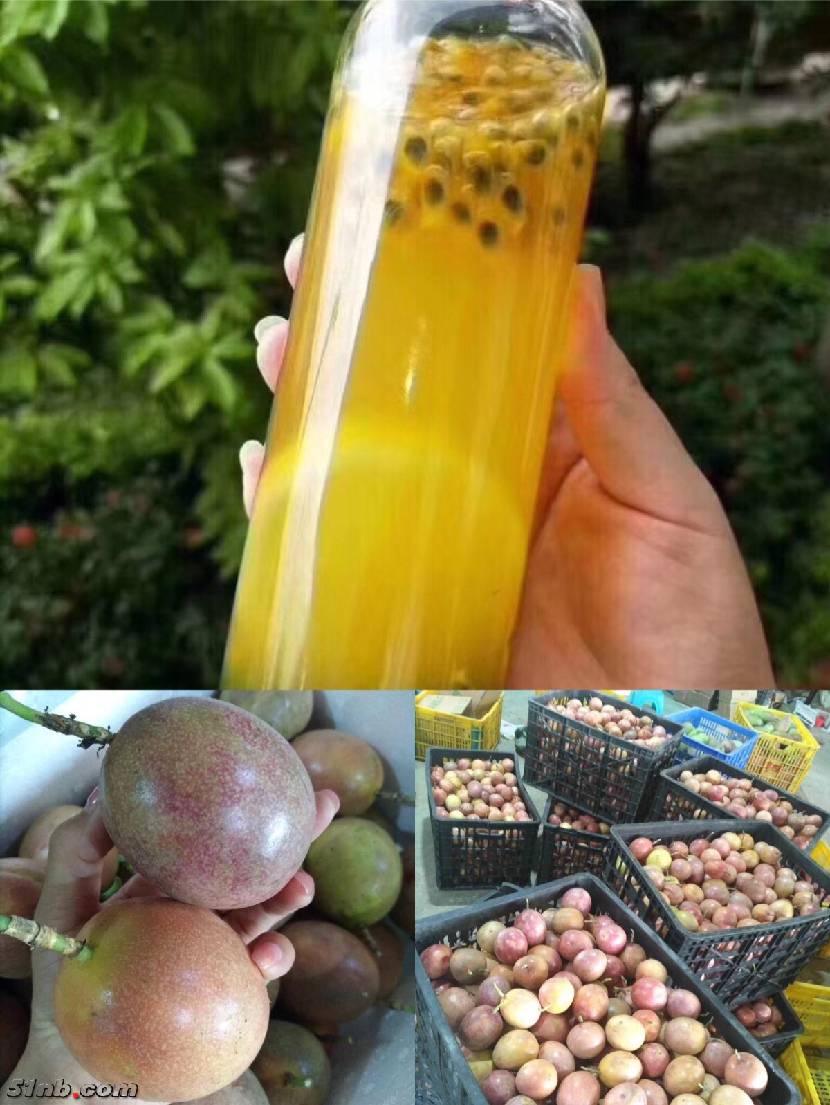 12. 广西百香果.JPG