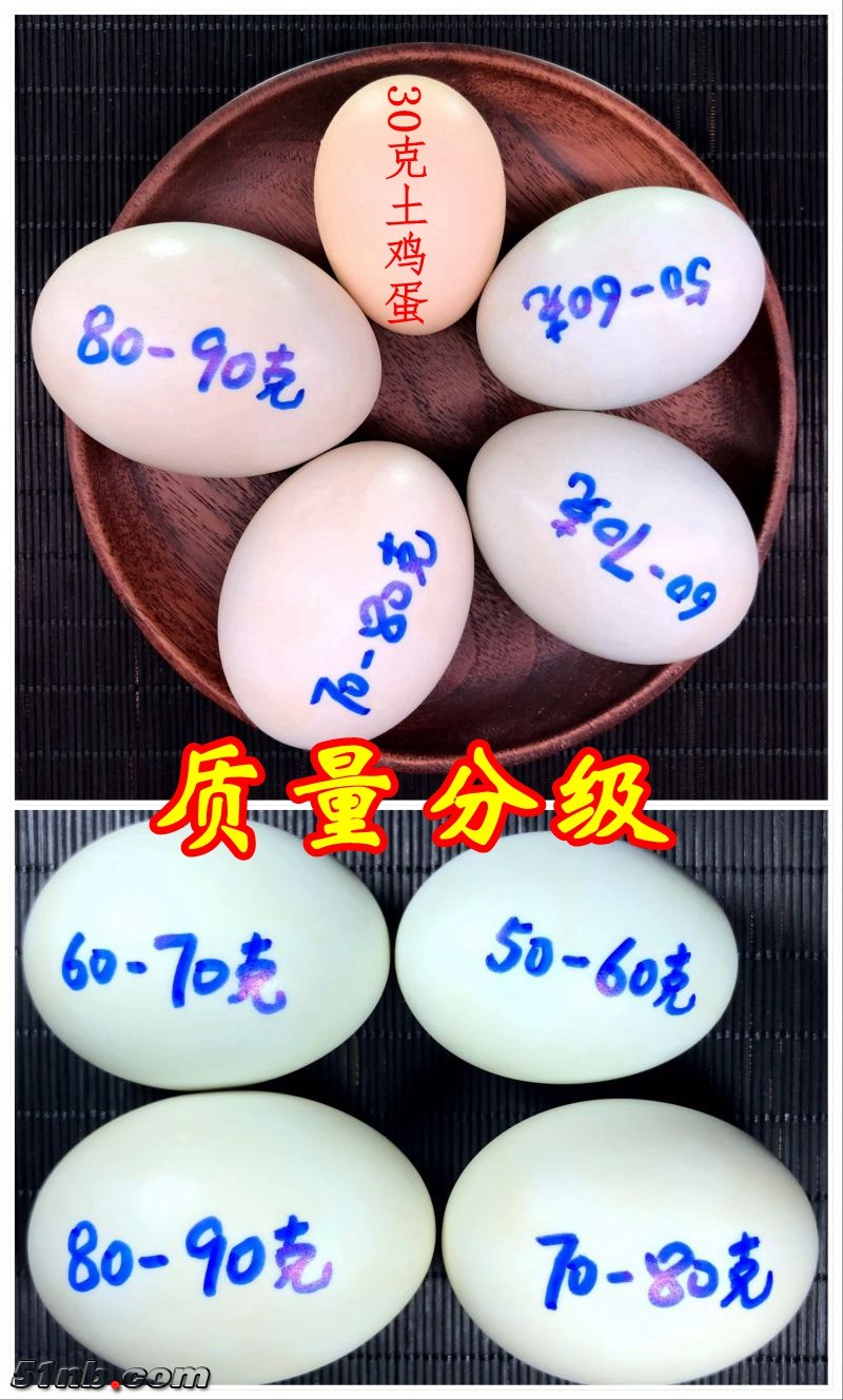 海鸭蛋质量分级.jpg