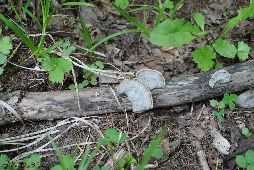 DSC_0061.JPG