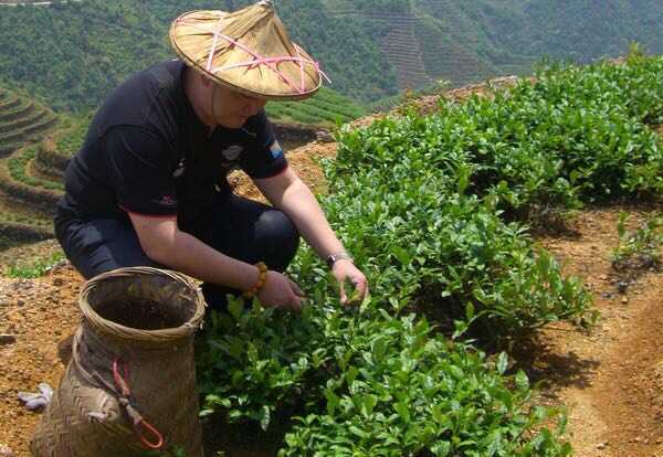 山上采茶