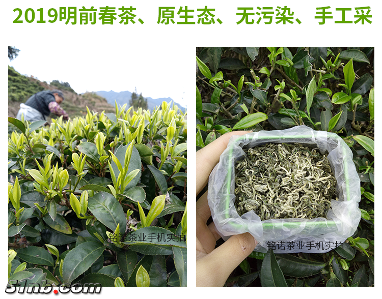 500g套餐-小叶毛尖宝贝详情_04.png