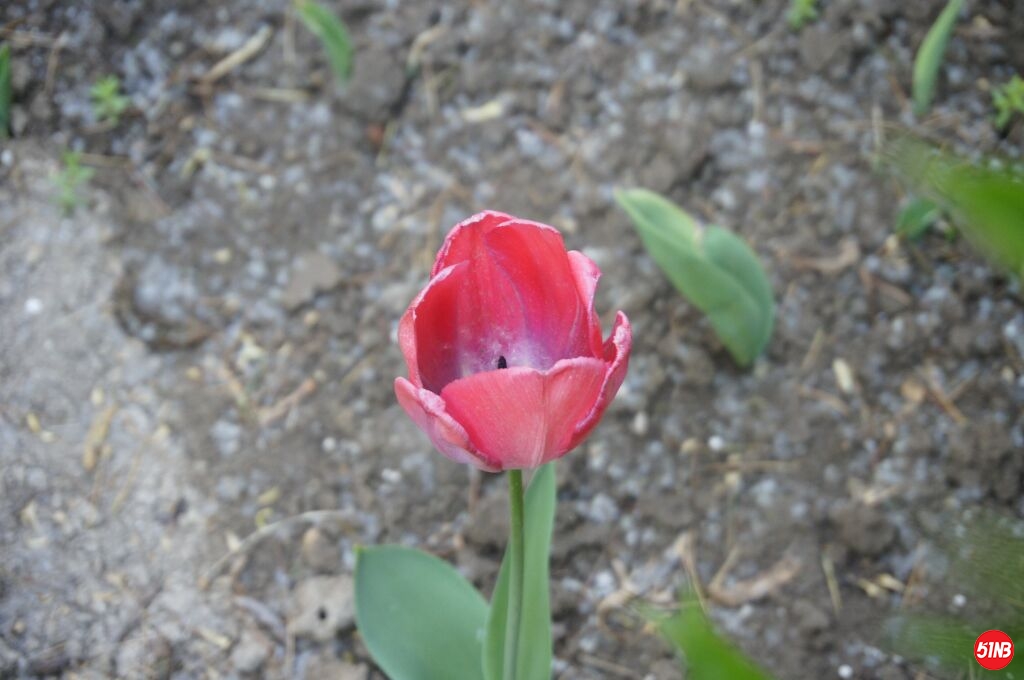 nex3_001.jpg