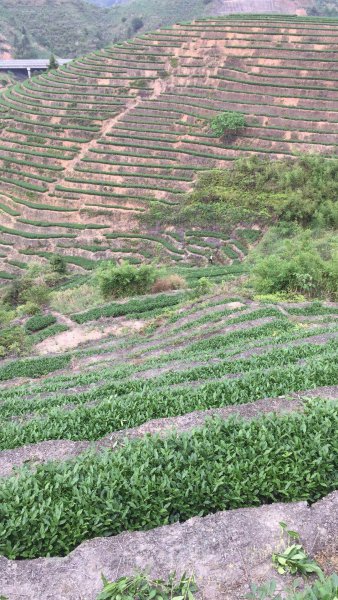 家乡高山茶园.jpg
