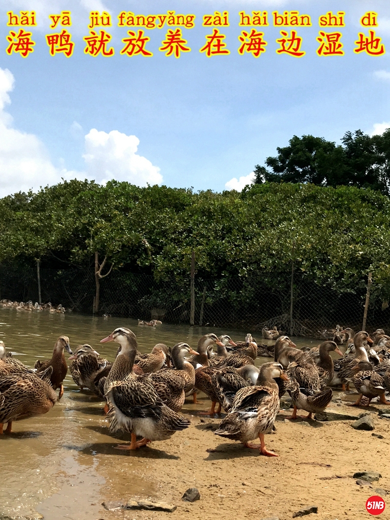 3鸭场环境-1.JPG