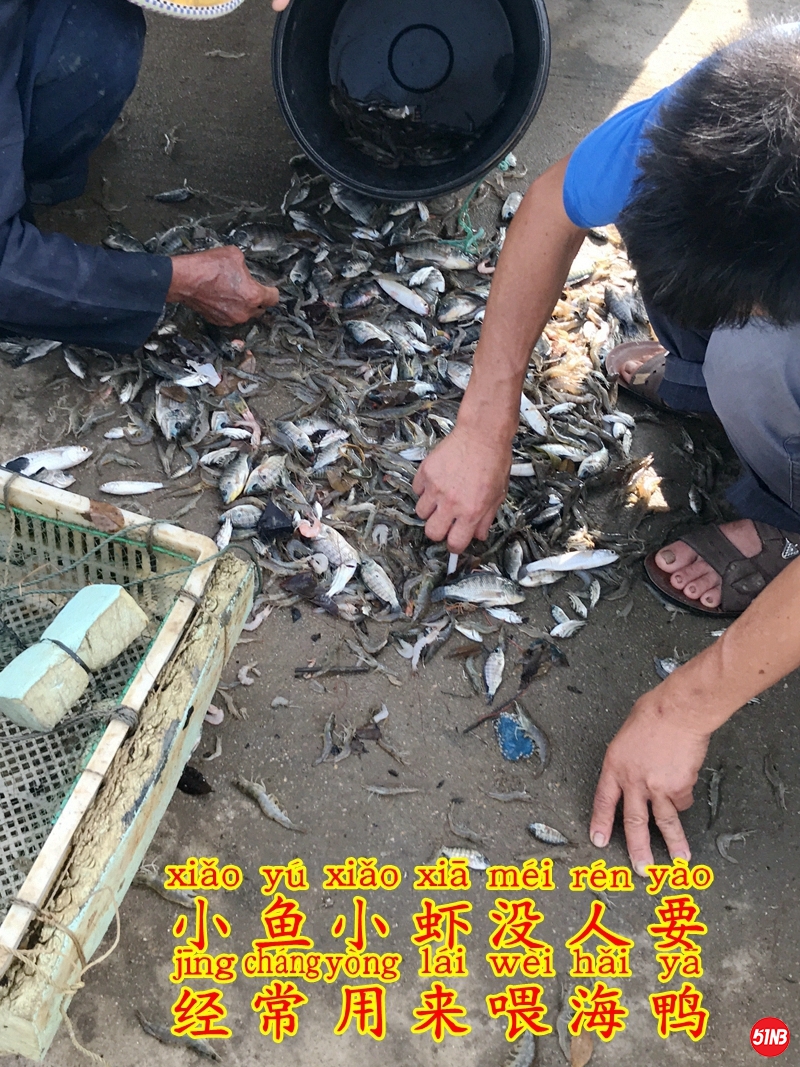 4鸭子食物-2.JPG