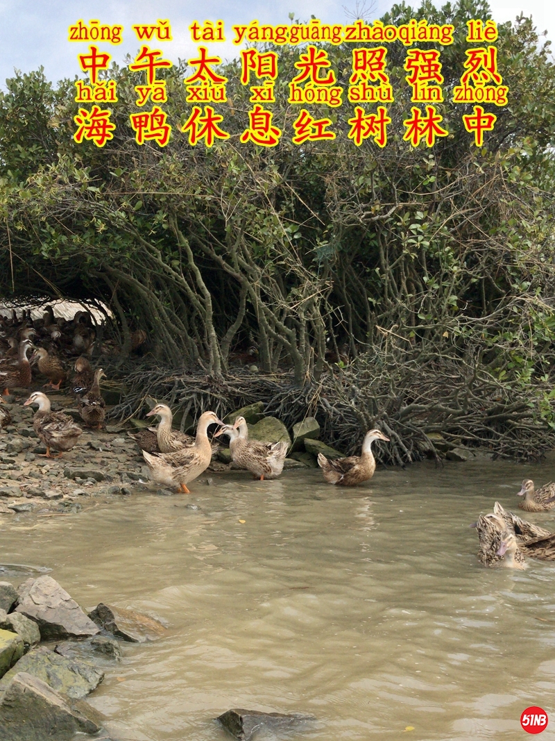 3鸭场环境-7.JPG