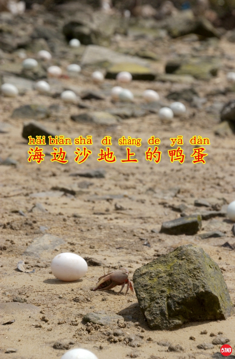5海边捡蛋-3.JPG