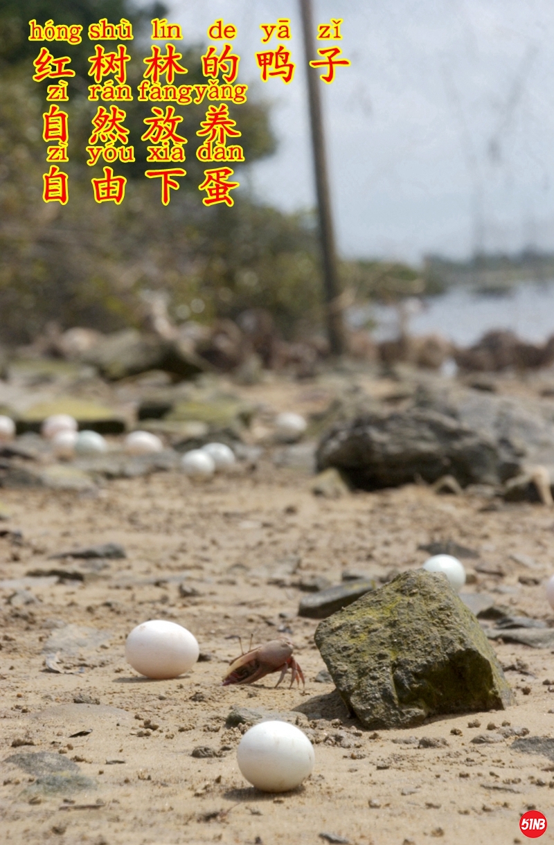 5海边捡蛋-4.JPG