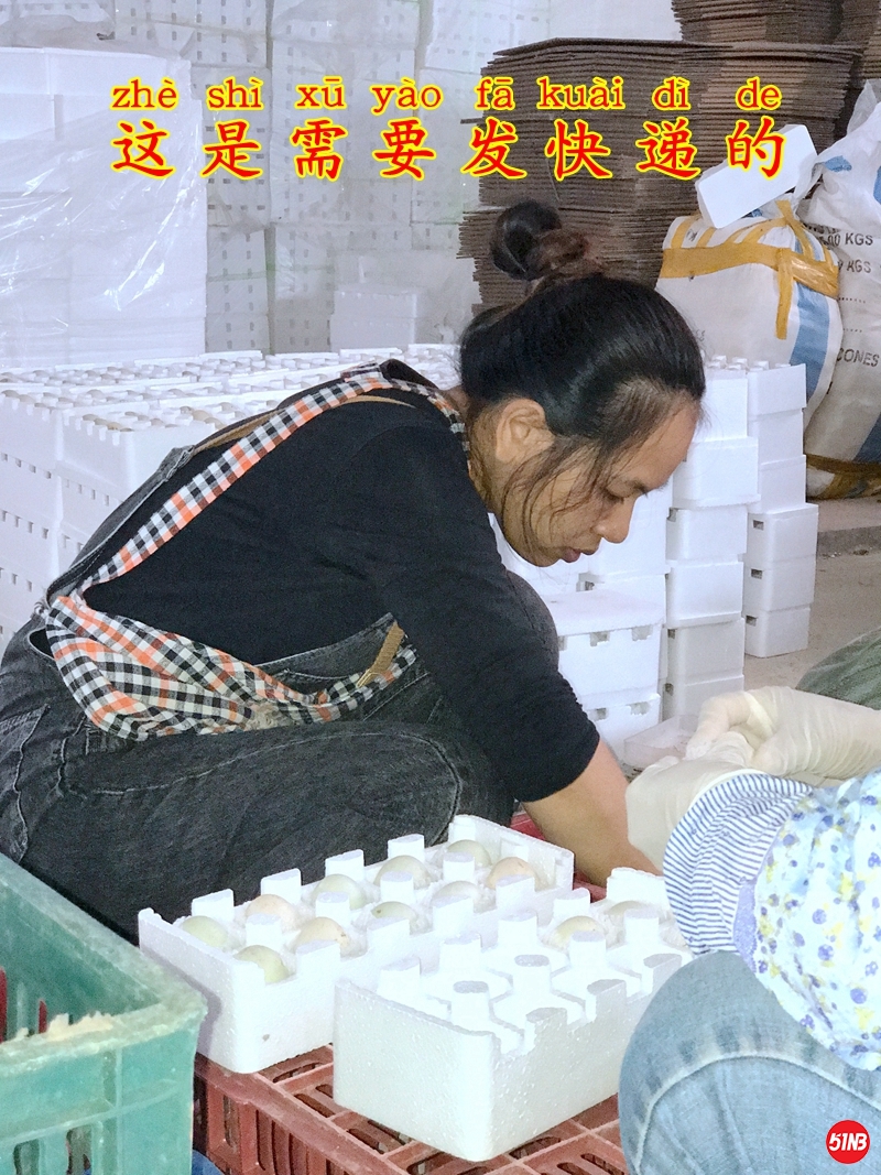 6车间分选-1.JPG