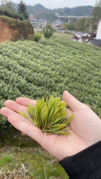 骑火茶.jpg